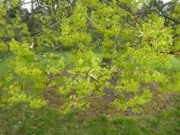 Acer platanoides (Javor mléč 'Summershade' - habitus v květu)