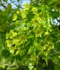 Acer platanoides (Javor mléč 'Olmsted' - větévka s květy)