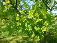 Acer platanoides (Javor mléč 'Olmsted' - větévka s květy)