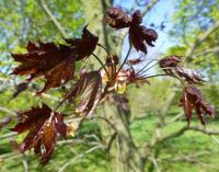 Acer platanoides (Javor mléč 'Faassen's Black' - větévka s mladými listy)