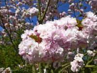 Prunus serrulata (Sakura ozdobná 'Arashiyama' - větévka s květy)