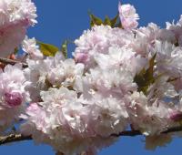 Prunus serrulata (Sakura ozdobná 'Arashiyama' - větévka s květy)