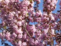 Prunus serrulata (Sakura ozdobná 'Royal Burgundy' - v květu)