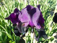 Kosatec 'Sable Night' - Vysoké bradaté kosatce