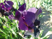 Iris barbata   'Sable Night'  Bearded Iris flowers