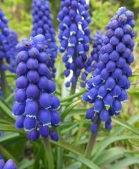 Muscari armeniacum (Modřenec arménský 'Lindsay')