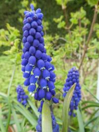 Muscari armeniacum (Modřenec arménský 'Lindsay')