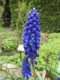 Muscari armeniacum (Modřenec arménský 'Marleen')