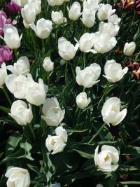 Tulipa (Tulipán 'Orleans' - Triumph tulipány)