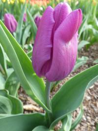 Tulipa (Tulipán 'Purple Flag' - Triumph tulipány)