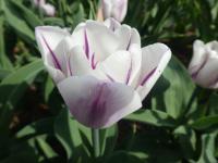 Tulipa (Tulipán 'Flaming Flag' - Triumph tulipány)