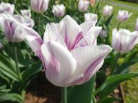 Tulipa (Tulipán 'Flaming Flag' - Triumph tulipány)