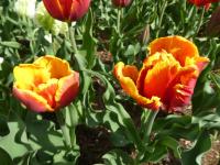 Tulipa (Tulipán 'Bright Parrot' - Papouškovité tulipány)