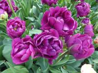Tulipa (Tulipán 'Double Negrita' - Plné pozdní tulipány)