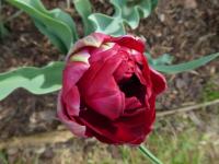 Tulipa (Tulipán 'Uncle Tom' - Plné pozdní tulipány)
