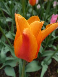 Tulipa (Tulipán 'Ballerina' - Liliokvěté tulipány)