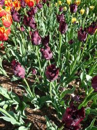 Tulipa (Tulipán 'Black Parrot' - Papouškovité tulipány)