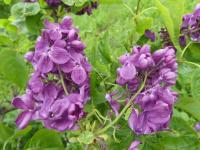 Syringa vulgaris (Šeřík obecný 'Agincourt Beauty')