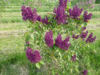 Syringa vulgaris (Šeřík obecný 'Andrjusa Gromov')