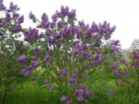 Syringa vulgaris (Šeřík obecný 'Archibald Mc Kean')