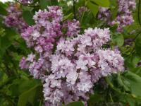 Syringa vulgaris (Šeřík obecný 'Belle de Nancy')