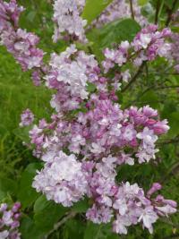 Syringa vulgaris (Šeřík obecný 'Belle de Nancy')