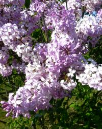 Syringa vulgaris (Šeřík obecný 'Catinat')