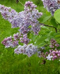 Syringa vulgaris (Šeřík obecný 'Condorcet')