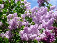 Syringa vulgaris (Šeřík obecný 'Descartes')