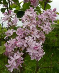 Syringa vulgaris (Šeřík obecný 'Edward J Gardner')