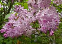 Syringa x hyacinthiflora (Šeřík hyacintokvětý 'Esther Staley')