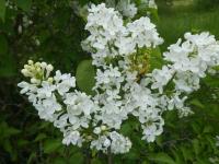Syringa vulgaris (Šeřík obecný 'Gloire d' Aalsmeer')