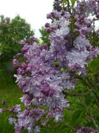 Syringa vulgaris (Šeřík obecný 'Henri Robert')