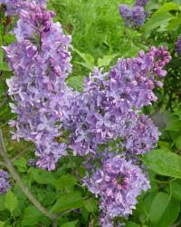 Syringa vulgaris (Šeřík obecný 'Imants Ziedonis')