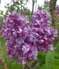 Syringa vulgaris (Šeřík obecný 'Izobilie')