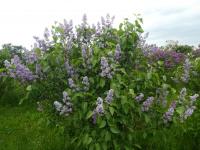 Syringa vulgaris (Šeřík obecný 'Jean Macé')