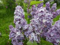 Syringa vulgaris (Šeřík obecný 'Jessie Gardner')