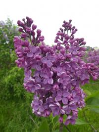 Syringa vulgaris (Šeřík obecný 'Jutrzenka Pomorza')