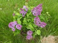 Syringa vulgaris (Šeřík obecný 'Konstanty Karpow')