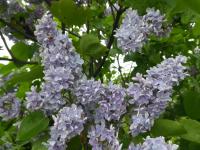 Syringa vulgaris (Šeřík obecný 'Le Notre')