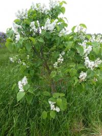 Syringa vulgaris (Šeřík obecný 'Madame Abel Chatenay')