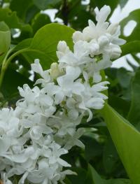 Syringa vulgaris (Šeřík obecný 'Madame Abel Chatenay')