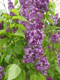 Syringa vulgaris (Šeřík obecný 'Madame Edward Harding')