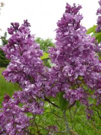Syringa vulgaris (Šeřík obecný 'Madame Edward Harding')