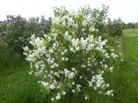 Syringa vulgaris (Šeřík obecný 'Madame Florent Stepman')