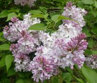 Syringa vulgaris (Šeřík obecný 'Madame Francisque Morel')
