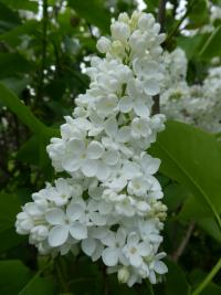 Syringa vulgaris (Šeřík obecný 'Marie Finon')