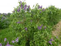 Syringa vulgaris (Šeřík obecný 'Midwest Gem')