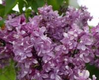Syringa vulgaris (Šeřík obecný 'Nebo Moskvy')