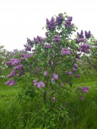 Syringa vulgaris (Šeřík obecný 'Ogni Dombassa')
